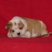 english bulldogs puppies